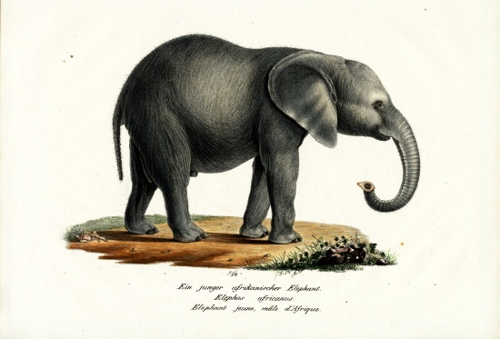 Young African Elephant de Karl Joseph Brodtmann