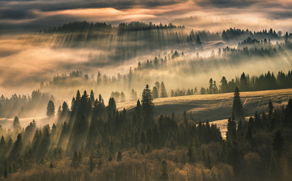 The Mist de Karol Nienartowicz
