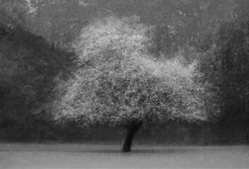 Tree magic de Katarina Holmström