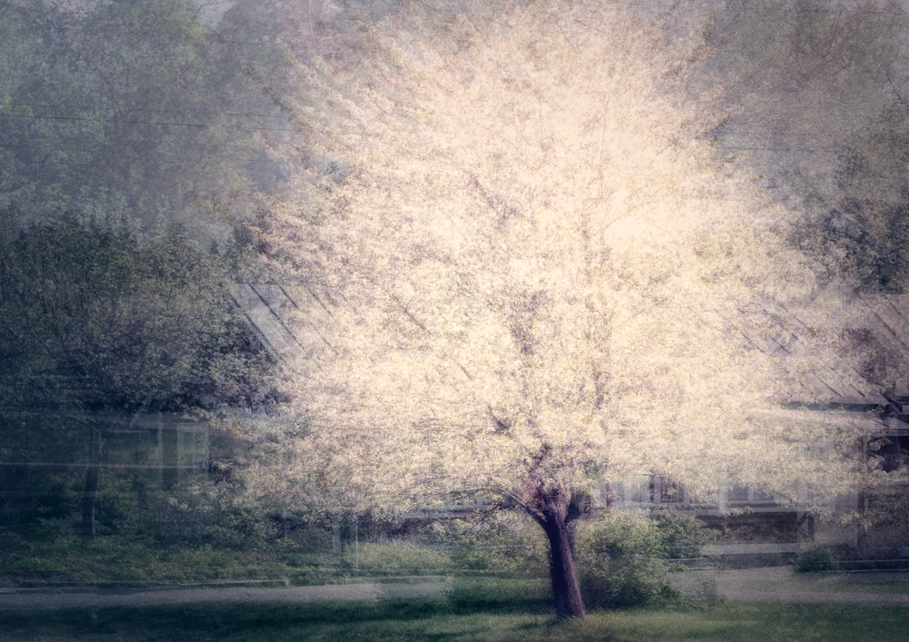 Apple tree in bloom de Katarina Holmström
