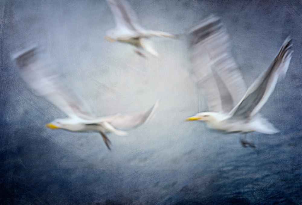 Seagulls de Katarina Holmström