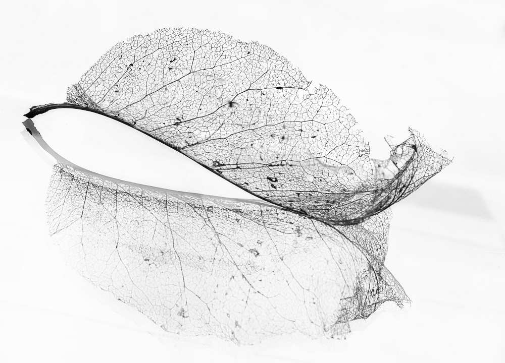 The old leaf de Katarina Holmström