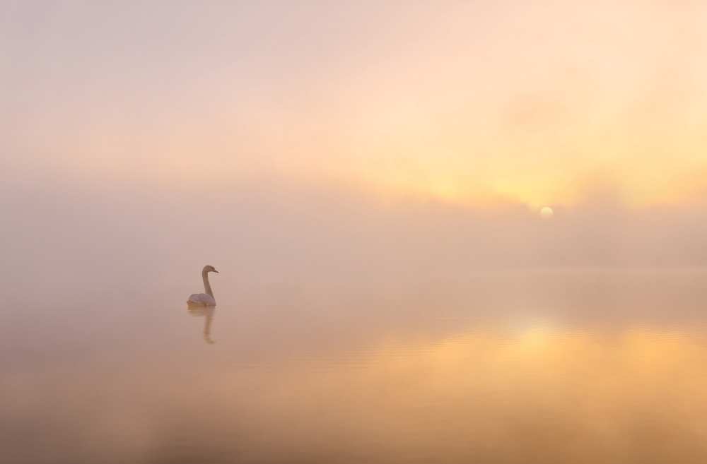 Misty morning de Katarzyna Gritzmann