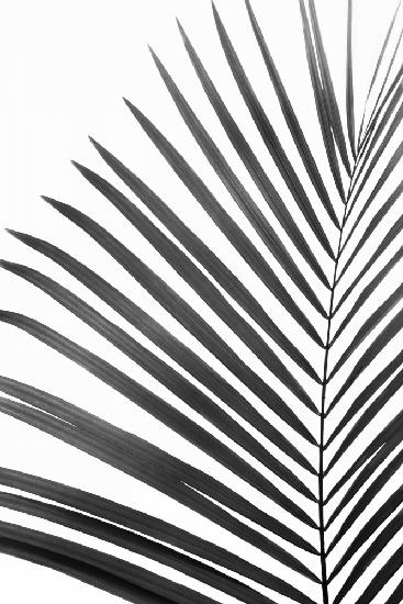 BW Palm Leaf