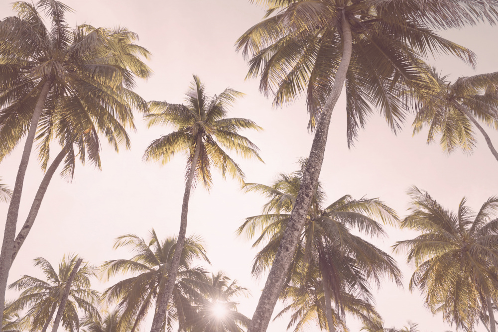 Blush Palm Trees de Kathrin Pienaar