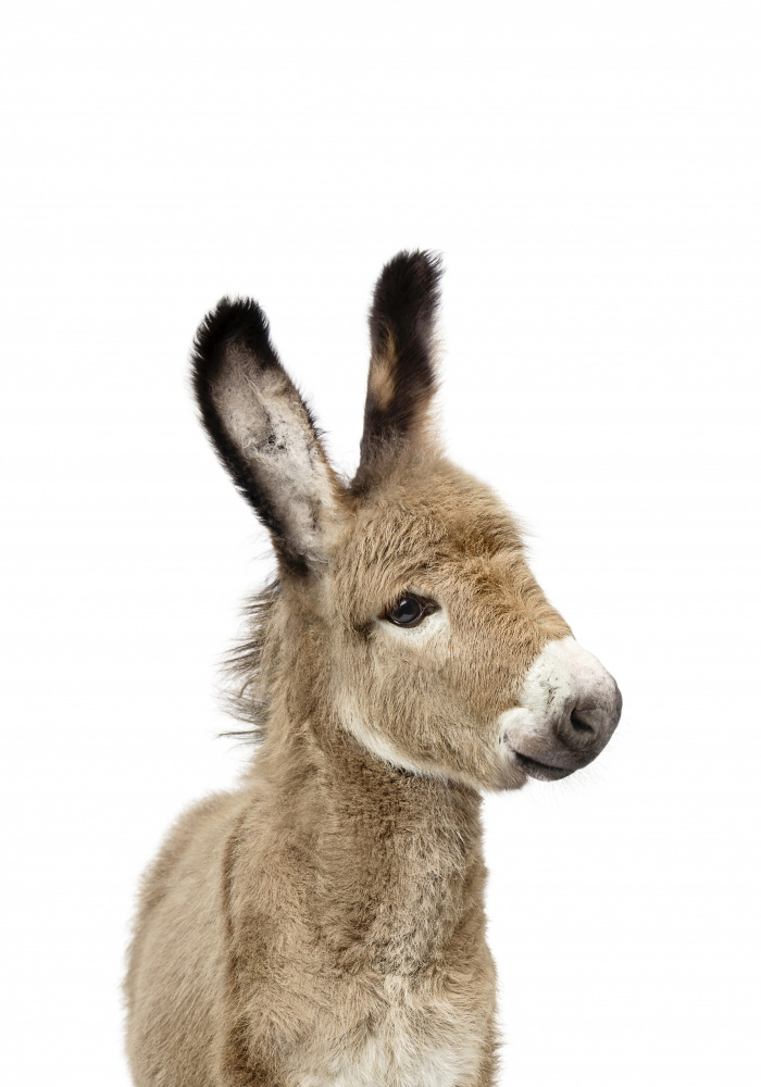 Baby Donkey de Kathrin Pienaar