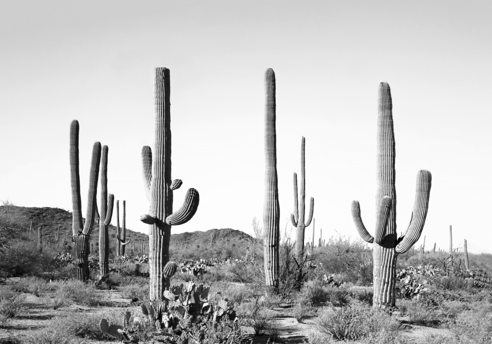 Grey Cactus Land de Kathrin Pienaar