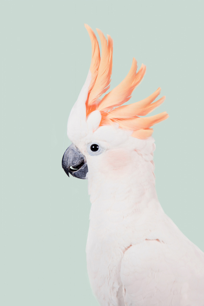 Cockatoo de Kathrin Pienaar