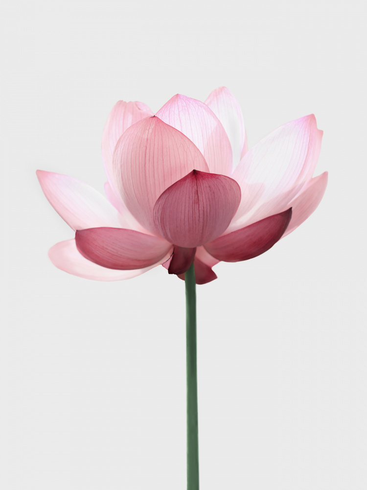 Lotus Flower de Kathrin Pienaar