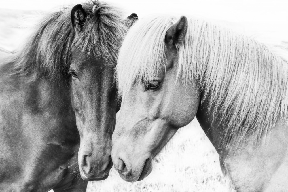 Horse Love de Kathrin Pienaar