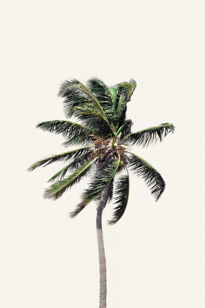 Windy Palm Tree de Kathrin Pienaar