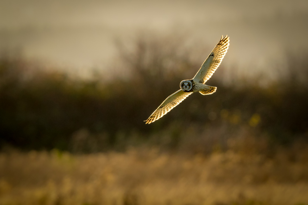 Short-eared Owl on backlit de Katsu Uota