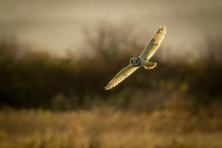 Short-eared Owl on backlit