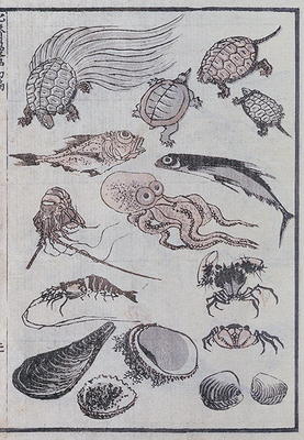 Undersea creatures, from a Manga (colour woodblock print) de Katsushika Hokusai