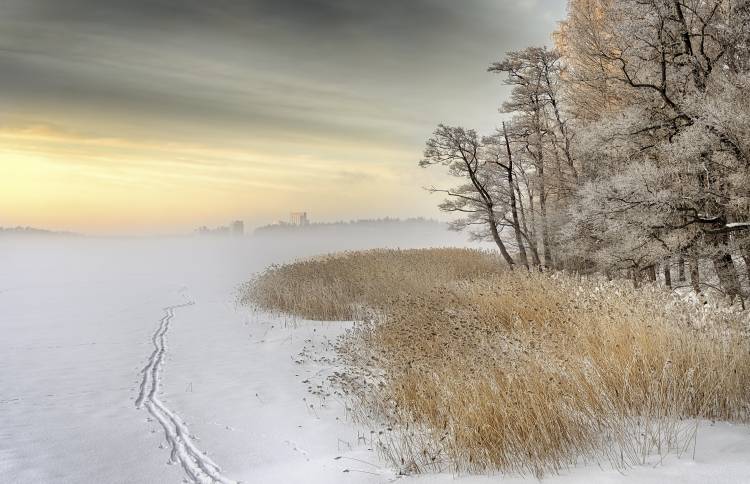 Misty winter morning de Keijo Savolainen