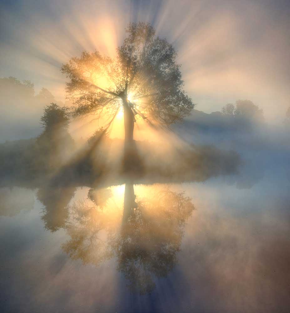 Tree of light de Keller