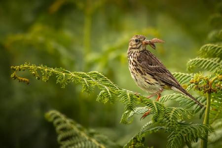 Meadow Pipit with Moth