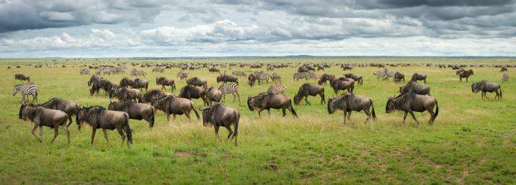 Great Migration in Serengeti Plains de Kirill Trubitsyn
