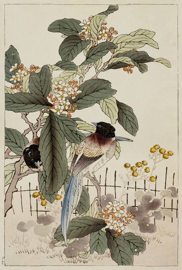 Blue tailed birds among the blossom from Bunrei Kacho Gafu, pub. 1885, and de Kono Bairei