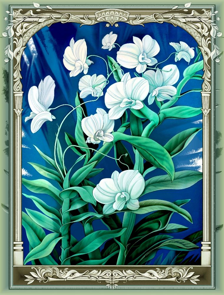 Die Orchideen (Variante) de Konstantin Avdeev