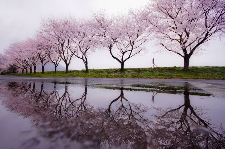 Lluvia de primavera de Kouji Tomihisa