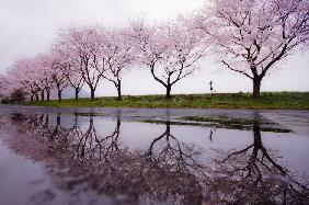 Lluvia de primavera