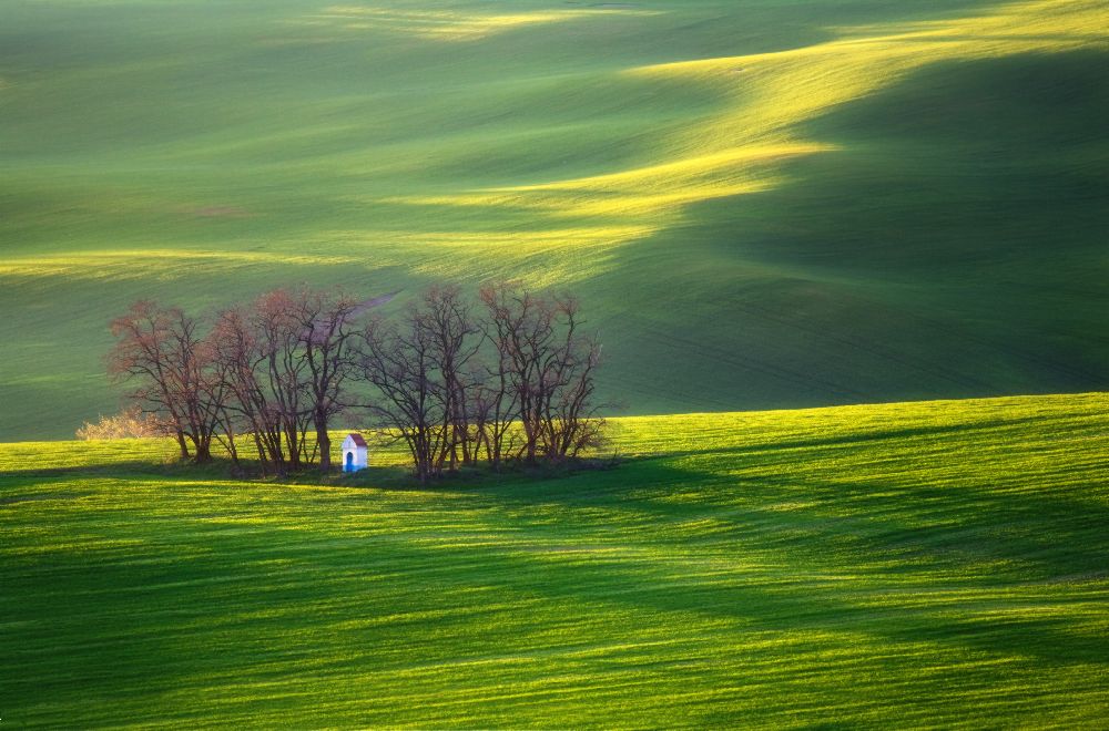 Fields... de Krzysztof Browko