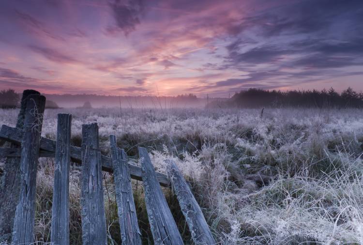 Dawn of Bialowieza Meadows de Krzysztof Lorant