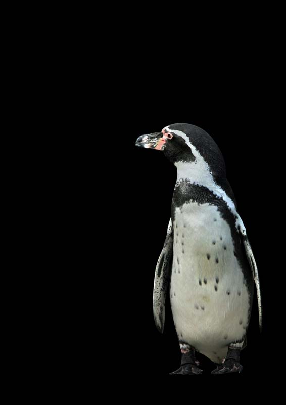 Pingüino II de Kunskopie Kunstkopie