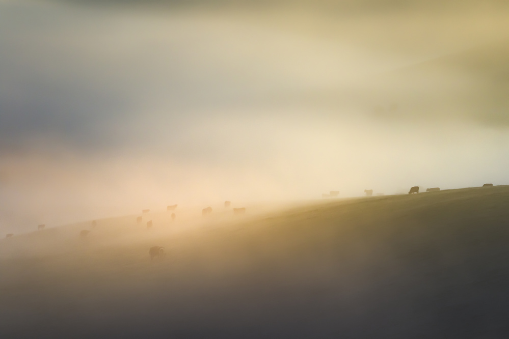 Cow farm Under mist de Kutub Uddin