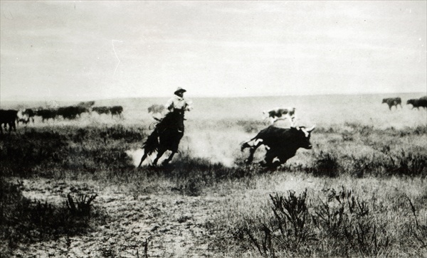 Cowboy on horseback lassooing a calf (b/w photo)  de L.A. Huffman