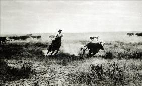 Cowboy on horseback lassooing a calf (b/w photo) 