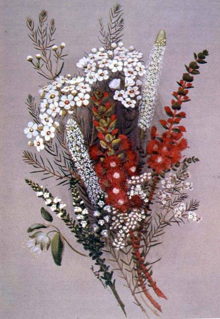 Geraldton Wax Flower and Scarlet Feather Flower de Lady Margaret Forest