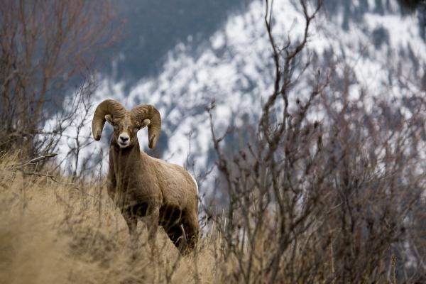 Rocky mountain bighorn sheep de Lance Lechner