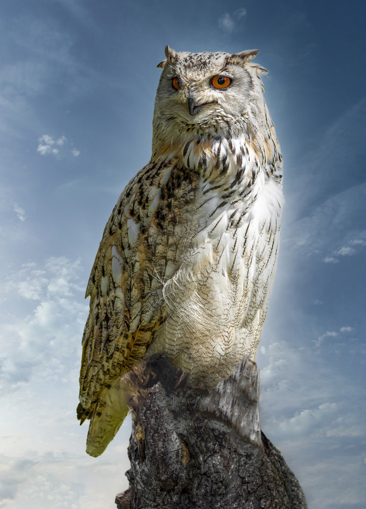 The Owl. de Laruelle Philippe