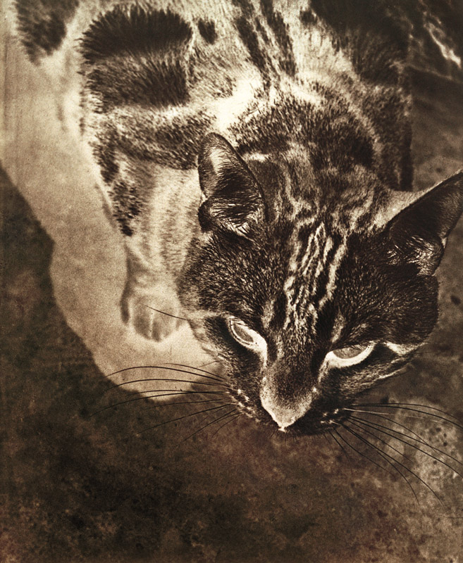 Katze (Negativ-Abzug) de László Moholy-Nagy