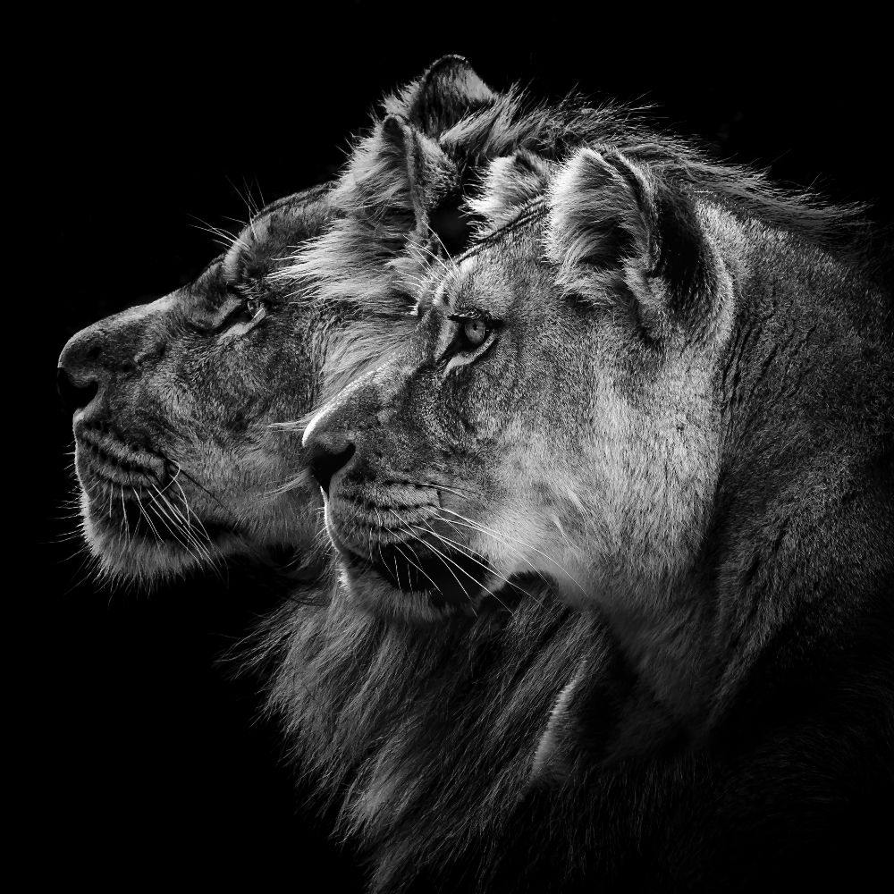 Lion and  lioness portrait de Laurent Lothare Dambreville