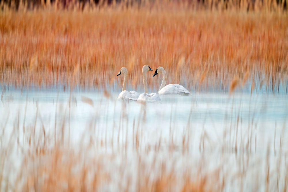 Three white swans de Leanne Lei