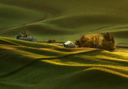Spring Wheat Fields at Palouse