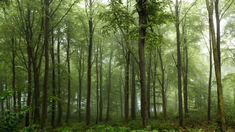 Forest... de Leif Landal