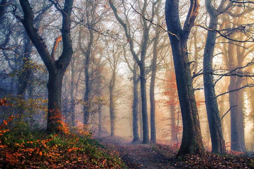 The Forest Path. de Leif Løndal