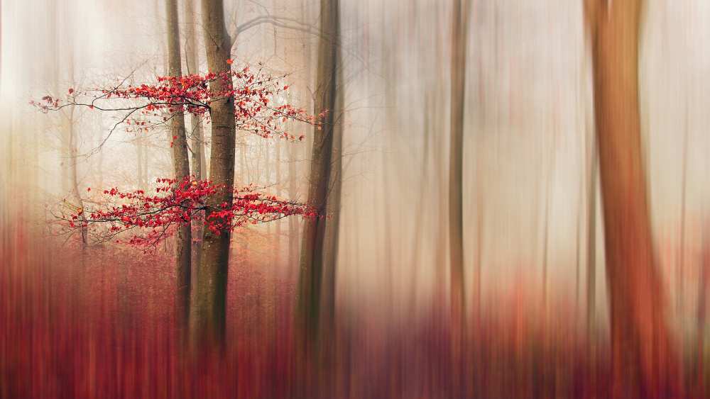 Red Leaves. de Leif Løndal