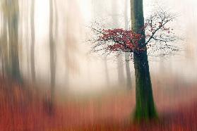 Red Leaves and the hidden path.