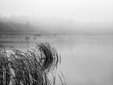 Lake mood on a foggy day