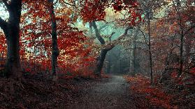 The RED Forest