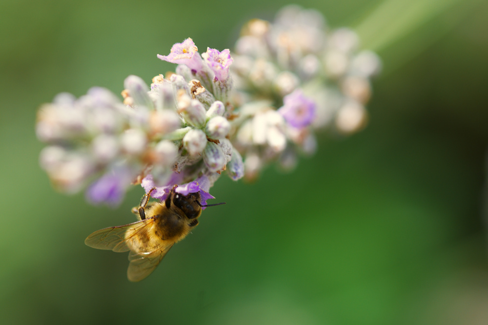 Bee on lavender de Leon