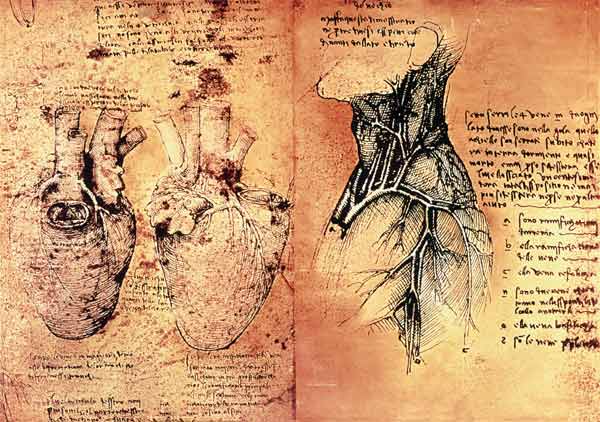 Anatomical drawing of hearts and blood vessels from Quaderni di Anatomia vol 2; folio 3v de Leonardo da Vinci