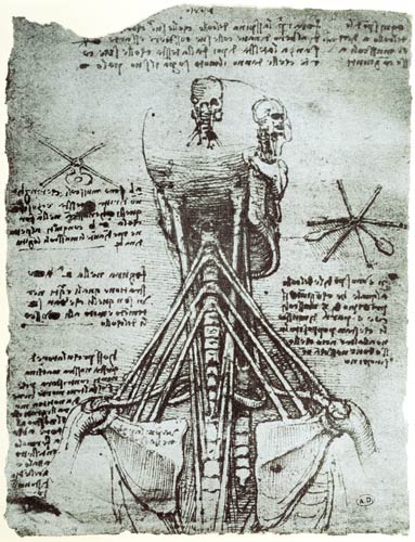 Bone Structure of the human neck and shoulder, facsimile copy  & de Leonardo da Vinci