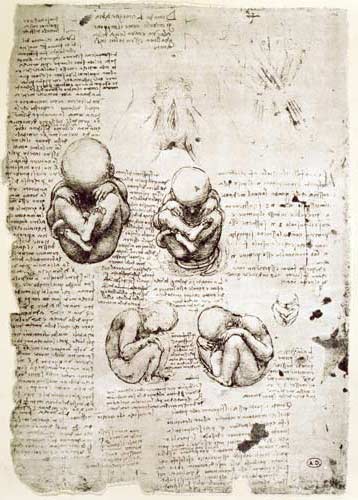 Five Views of a Foetus in the Womb, facsimile copy  & de Leonardo da Vinci