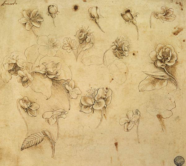 Estudio de flores de Leonardo da Vinci